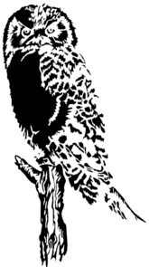 Owl Perched On Dead Tree Clip Art